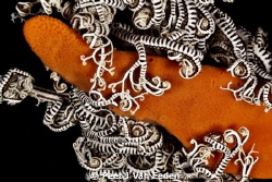 The other side of a basket star by Peet J Van Eeden 